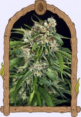 Sir Jack Pure CBD Auto - autoflowering marijuana seeds, 3pcs Exotic Seed