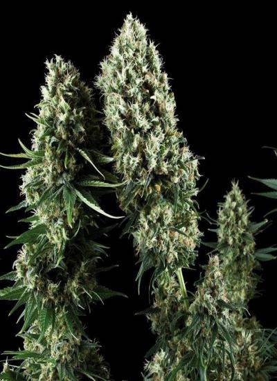 Power Flower - feminizované semienka 3 ks Royal Queen Seeds