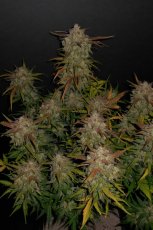 Lemon AK Auto - samonakvétací semena marihuany 3 ks Fast Buds