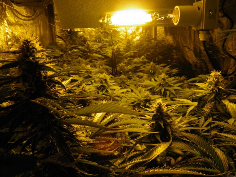 Pineapple Chunk – feminizovaná semínka 5 ks Barney's Farm