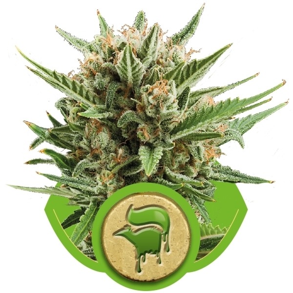 Sweet Skunk Automatic - feminisierte und selbstblühende Samen 5 Stück Royal Queen Seeds