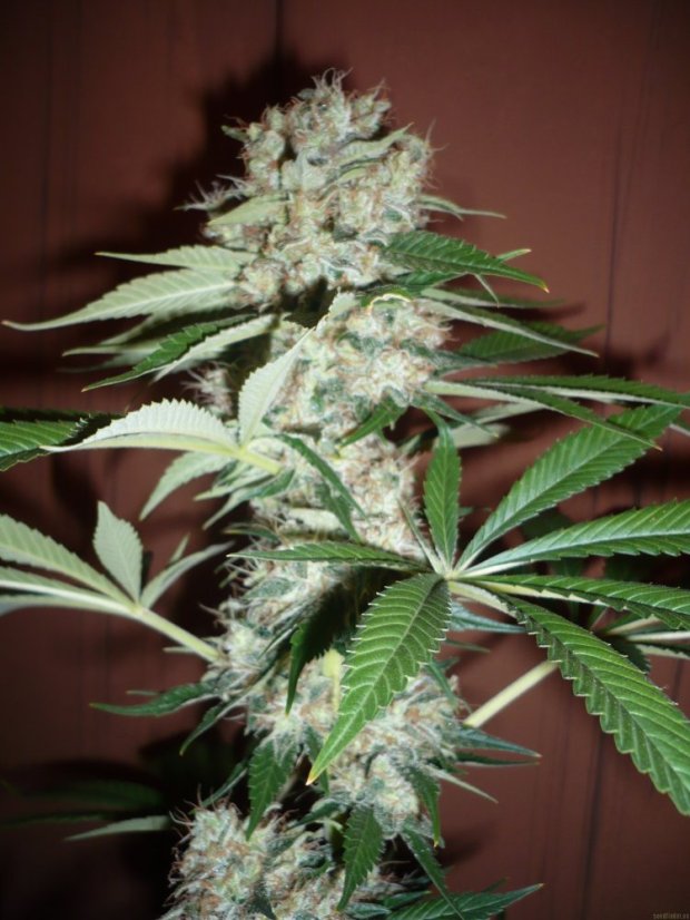 Big Bud - 5 ks feminizovaná semínka Sensi Seeds