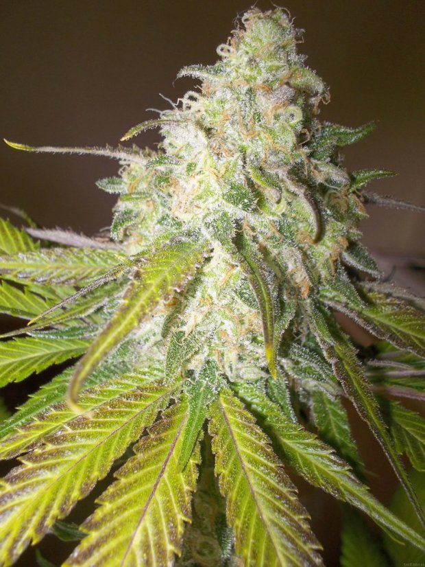 Sour Diesel - feminizované semienka 10ks Royal Queen Seeds