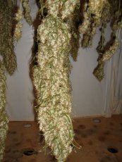 Jack Herer -  feminizované semienka 5 ks Fair Seeds