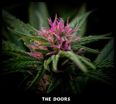 The Doors 18ks regulérních semen Mr. Nice