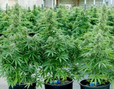 Hyperion F1 - samonakvétacie semená 10ks, Royal Queen Seeds