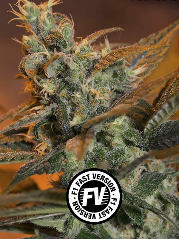 Cream Caramel Fast Version - feminizovaná semena 5ks Sweet Seeds