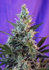 Sweet Skunk Fast Version - Feminized Seeds of 5 Sweet Seeds