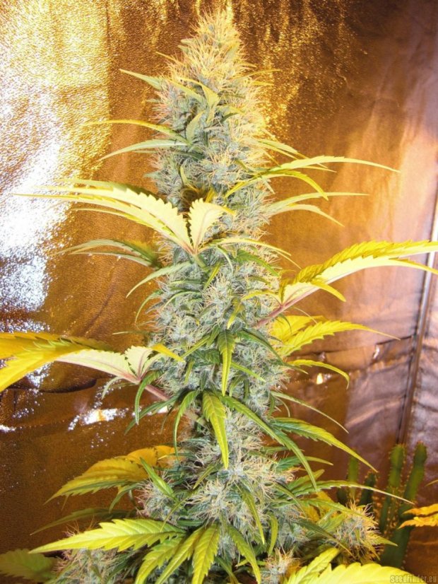 Early Pearl - semințe 10 buc standardizate Sensi Seeds