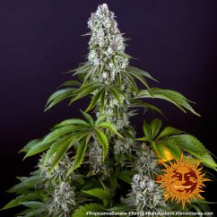 Tropicanna Banana - feminized marijuana seeds 3 pcs Barney´s Farm