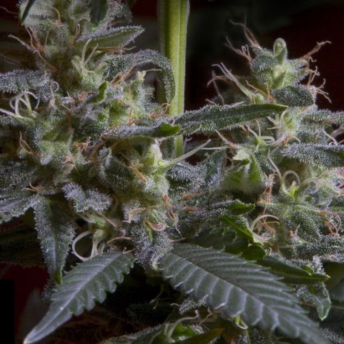 Sweet Purple - 5 semi femminizzati Paradise Seeds