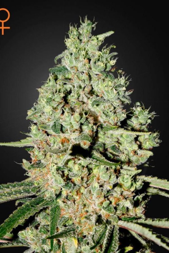 Super Critical - 5 sztuk nasion feminizowanych Green House Seeds