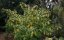 Medicine Man - Standardized seeds 18 pcs Mr. Nice