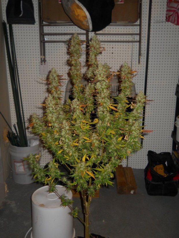 Sensi Star - 10ks feminizované semená Paradise Seeds