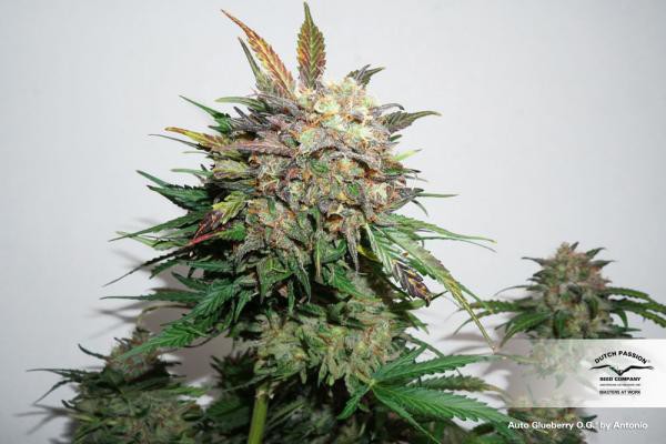 Auto Glueberry O.G.® - semințe autofloritoare 7 buc Dutch Passion