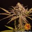 Peyote Critical - feminized marijuana seeds 10 pcs Barney´s Farm