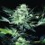 Atomical Haze - феминизирани семена 3 бр Paradise Seeds