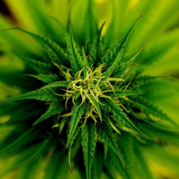 10 faktů o THC, které jste možná nevěděli 