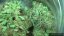 Blue Dream Auto - fem. a samonakvétací semienka 3ks Humboldt