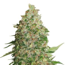 BCN Critical XXL feminizovaná semena 3 ks Seedstockers