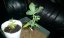 California Indica - Nasiona 10 sztuk znormalizowanych Sensi Seeds
