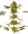 Himalayan CBD - feminized seeds 5 pcs Sensi Seeds