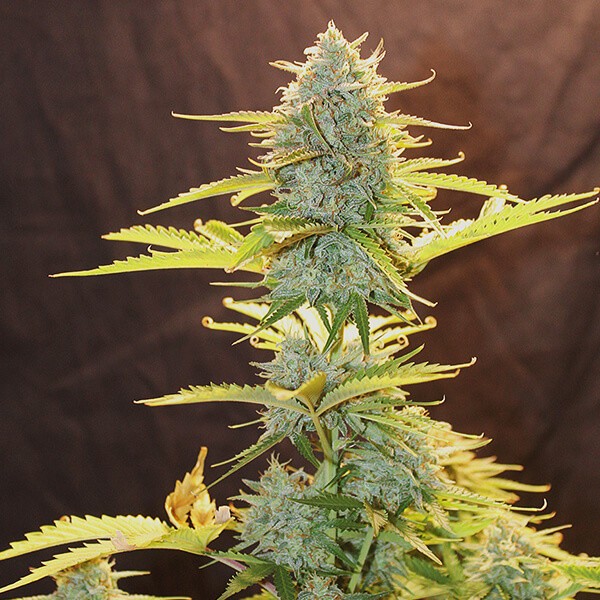 Fat Banana Automatic - samokvitnúce semienka 3 ks Royal Queen Seeds