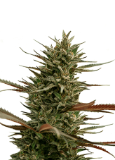ONE Premium CBD Seeds Green Mango CBD feminizovaná semena