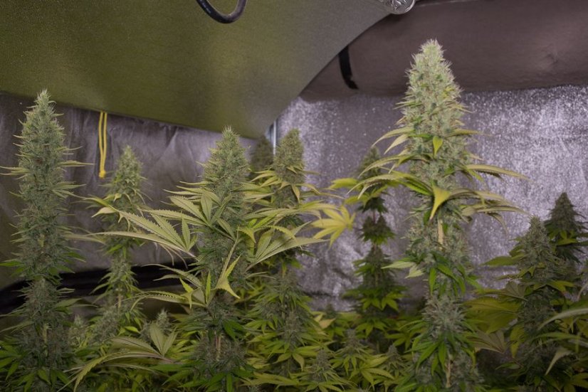 Shark Shock CBD - feminized seeds 3pcs Dinafem