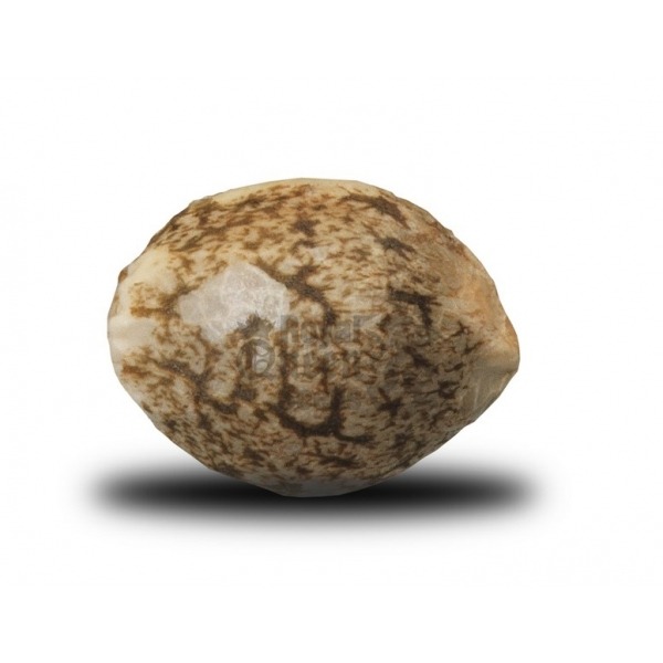 Fruit Spirit - feminizované semienka 3 ks Royal Queen Seeds