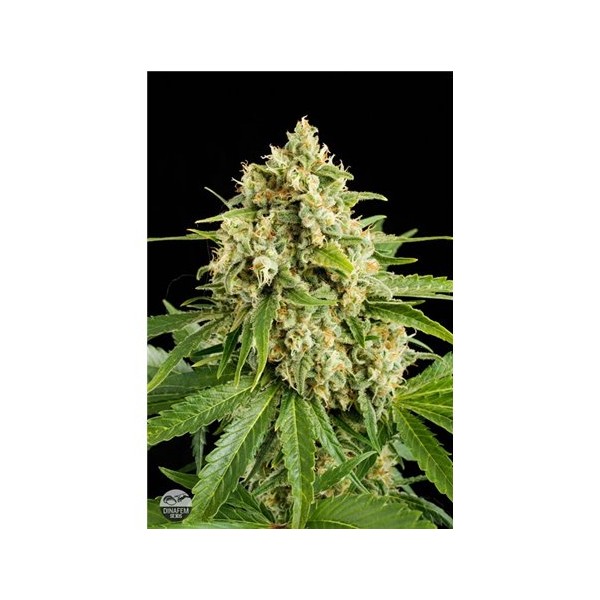 Moby Dick 2 - nasiona feminizowane 3szt Dinafem