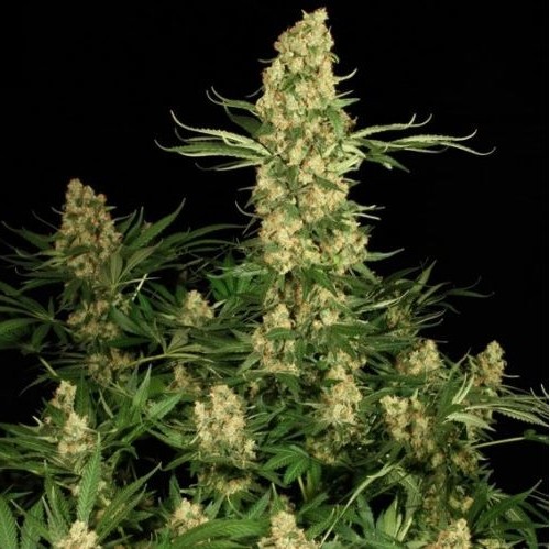 Wappa - 5 ks feminizované semená Paradise Seeds