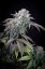 Gulupa - feminizovaná semena 3 ks, Paradise Seeds