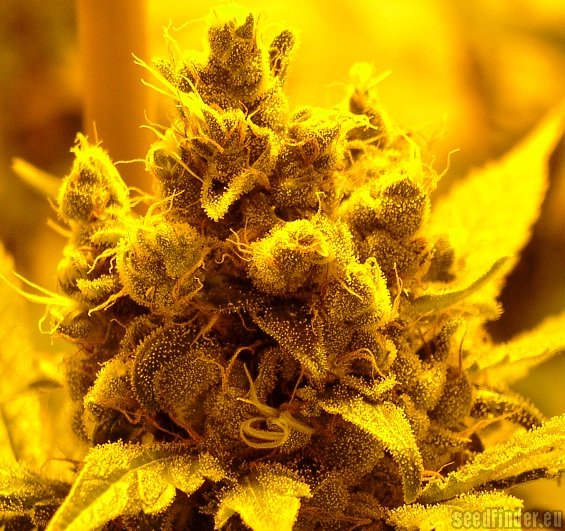 Amnesia Lemon - Feminized Seeds 5 pcs Barney's Farm