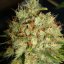 Big Bud XXL - feminized seeds 5 pcs Ministry Cannabis