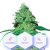 Johana CBD - nasiona feminizowane Cannapio Premium 3 szt
