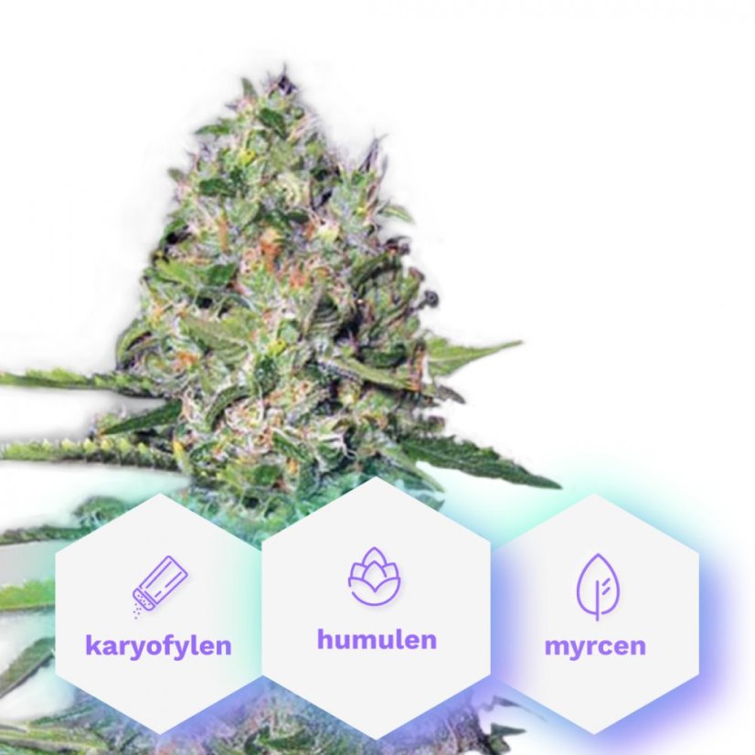 Auto Black Jack - 5 Graines Autofloraison Premium Cannapio