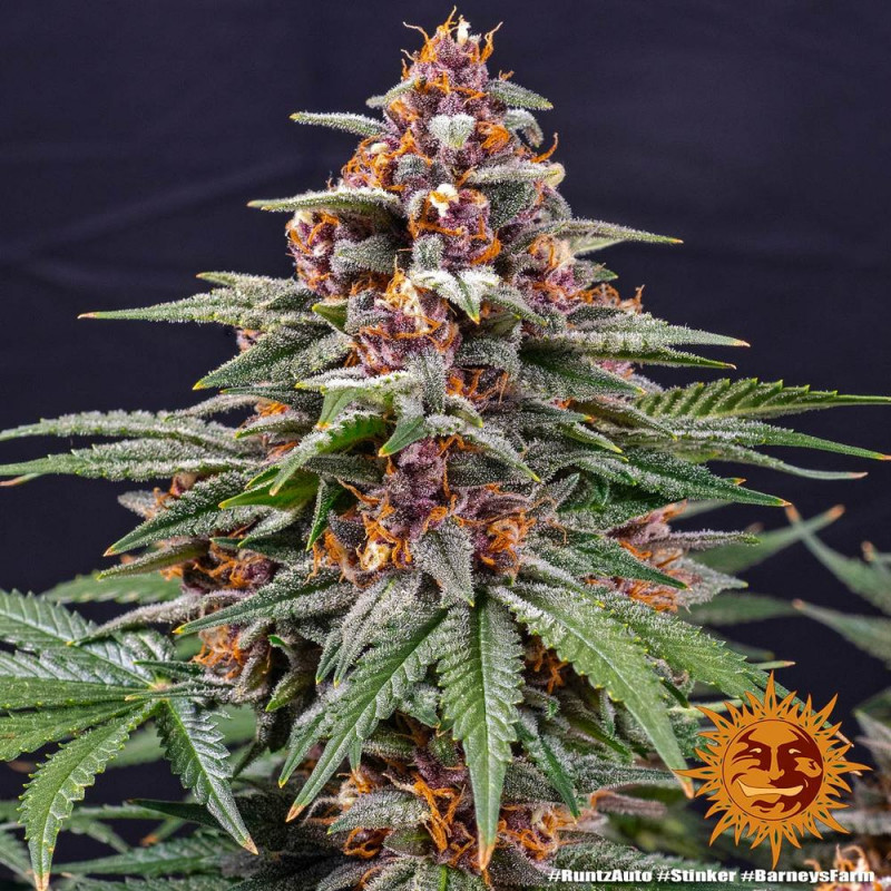 Runtz Auto - autoflowering semena marihuany 5 ks Barney´s Farm