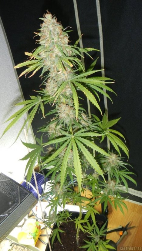Utopia Haze - feminisierte Samen 10 Stück Barney's Farm