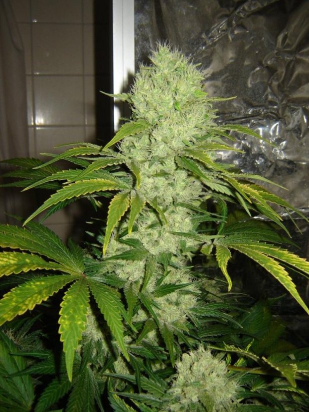 Nebula - 3 ks feminizovaná semínka Paradise Seeds