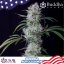 Buddha Auto Cookie, 10 ks, Buddha Seeds