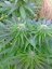 Ruderalis Indica - Nasiona 10 szt. Standardowych Sensi Seeds