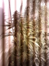 Shiva Shanti I - reguläre Samen 10 Stück Sensi Seeds