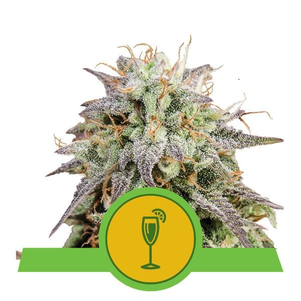 Mimosa Automatic - feminizované a samonakvétací semienka 10 ks Royal Queen Seeds