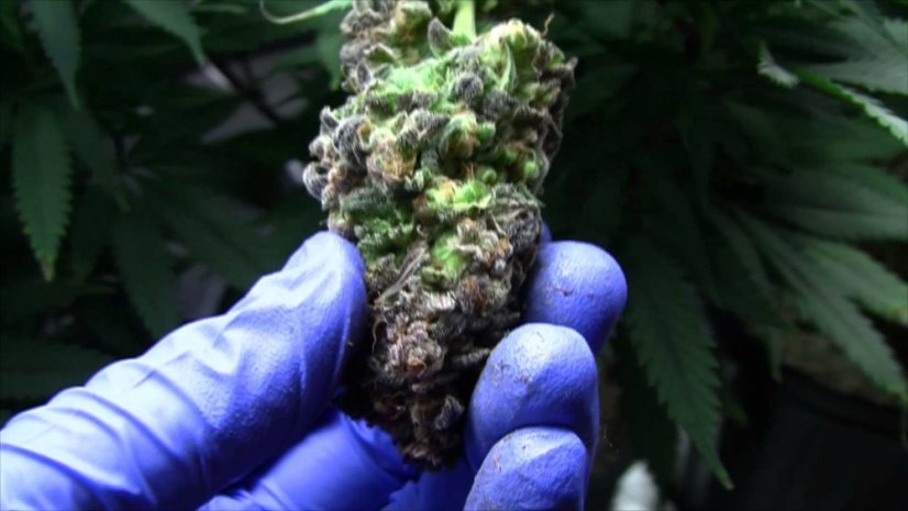 Blue Kush - feminizowane nasiona 5 sztuk Dinafem