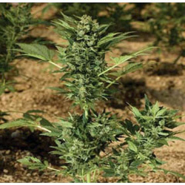 Automaria II - feminizovaná a samonakvétací semínka 3ks Paradise Seeds