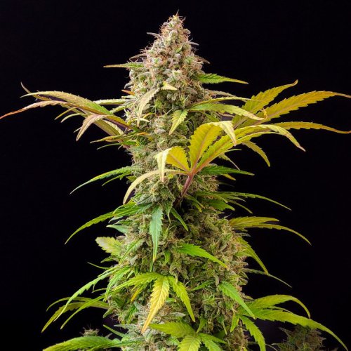 Lowryder Auto - autoflowering marijuana seeds, 5pcs Doctor's Choice