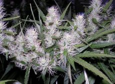 Master Kush - Graines Féminisées 5 pcs Dutch Passion Premium