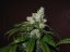 Trainwreck - feminizovaná semínka 3ks Humboldt