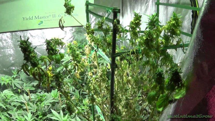 Lemon Thai Kush - reguläre Samen 10 Stück Humboldt